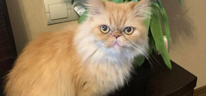 Волонтери пішли на контакт із господарями кішки, яку врятували у Бородянці