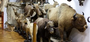 Зоологічний музей ЛНУ ім. Івана Франка