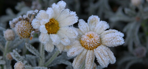 На Львівщині прогнозують заморозки