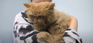 У якому стані зараз кішка Шафа, яку врятували у Бородянці