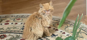 Чи повернулася до господарів кішка, яку волонтери врятували у Бородянці