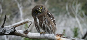 Зоозахисники врятували сову зі зламаним крилом із кафе в Борисполі