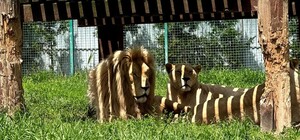 Екскурсія у зоопарк 