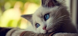 В Одесі жінка побила кішку на очах у дітей: тепер їй загрожує в'язниця