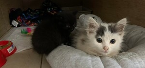 Домівка врятованих тварин шукає люблячих господарів для евакуйованих кошенят – фото 