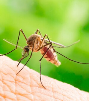 Чим небезпечні укуси комарів та як захиститися від них