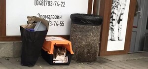 В Одесі дівчина на Mercedes викинула 13-річну кішку (відео)