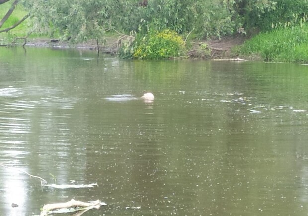 На Львівщині жінка врятувала незнайомця, який без ознак життя плив за течією річки – відео. 