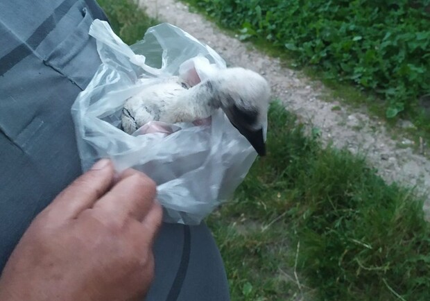 Бориславські рятувальники повернули батькам лелеченя, яке випало з гнізда – фото порятунку. 