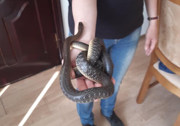 Біля дитсадка на Львівщині виявили рідкісну змію 