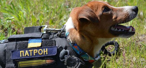 ДСНС просить видалити мультфільм про пса Патрона: у чому причина