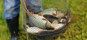 Біля Страхолісся двоє браконьєрів виловили риби на понад 400 тисяч гривень 