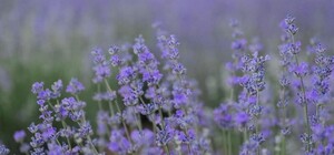 На Одещині зацвіло лавандове поле