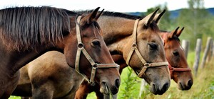 На Київщині окупанти розбомбили кінний клуб, а коней розпустили