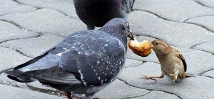 Це Сихів, крихітко: 30-річний львів'ян стріляв у голубів, які клювали його крупи