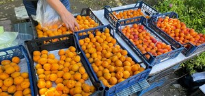 У Запоріжжі почали продавати абрикоси: які ціни