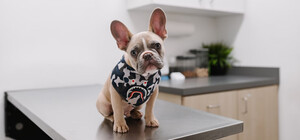 Де в Києві можна безкоштовно прищепити домашніх тварин від сказу: адреси