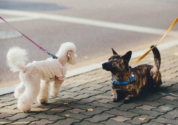 Скільки коштує вигул собак у Львові. 