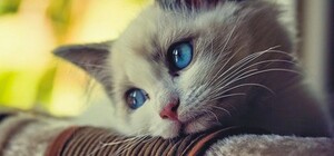 В Одесі жінка жорстоко побила кішку на дитячому майданчику: що вирішив суд