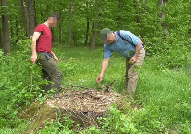 Керівника лісогосподарського підприємства на Львівщині затримали за масштабне розкрадання лісу 