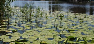 Отримай відповідь: чи правда, що у річці Дніпро є інфекції 