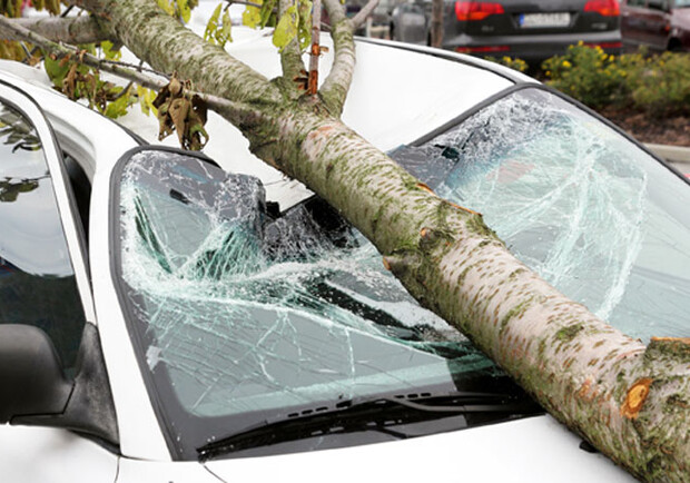 Львівський суд зобовʼязав міську раду сплатити 200 тисяч за повалене дерево на автомобіль 