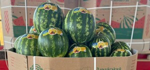 В Одесі почали продавати кавуни: ціни