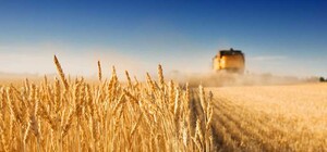 Одеська область вийшла в лідери з обмолоту ранніх зернових