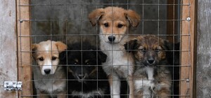 У Полтаві бездоглядних тварин реєструють через платформу ANIMAL-ID