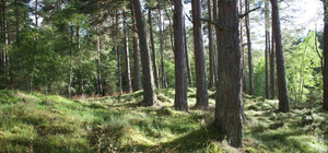 На Київщині жінка впала з дерева та пролежала у лісі 4 дні