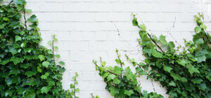 У Києві почали висаджувати 