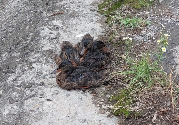 Через злиті нафтопродукти в озеро постраждали качки 