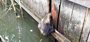 Під Одесою єнот хотів відвідати базу відпочинку та застряг у заборі (фото)