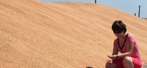 Голод не загрожує: на Одещині закінчився збирання ранніх зернових