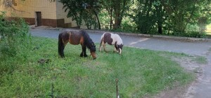 Боєць ЗСУ врятував двох поні: їх забрали до реабілітаційного центру для військових