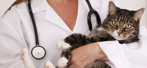 ОТРИМАННЯ ВІДПОВІДЬ: ДЕ В ОДЕСІ МОЖНА БЕЗКОШТОВНО СТЕРИЛІЗУВАТИ БЕЗДОМНИХ ТВАРИН