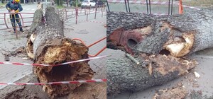 На Лук'янівці дерево впало на дівчину: деталі інциденту