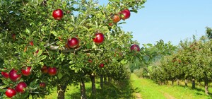 На Одещині з'явиться фруктовий сад більш ніж на 11 га