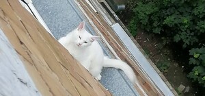 На Нивках врятували кота, що застряг у вікні 4-го поверху