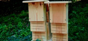 У Голосіївському парку з'явилися спеціальні будиночки для кажанів