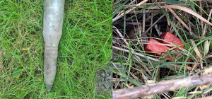 У двох парках Києва знайшли вибухонебезпечні предмети