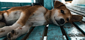 Через ракетний обстріл Київщини загинули собаки з притулку