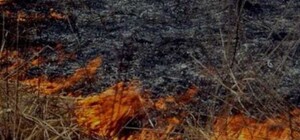 У Чорнобильській зоні - пожежа, дим досяг Києва (оновлено)