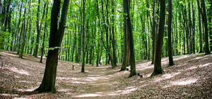 У Києві будуть вирішувати проблеми Голосіївського лісу