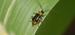 На півночі Одеської області запровадили карантин через кукурудзяний жук