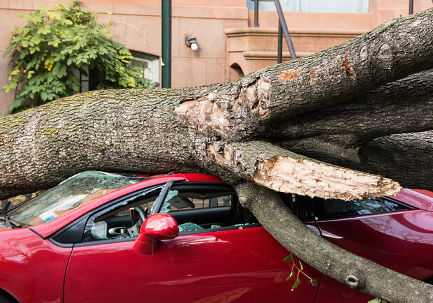 Львів'янка відсудила у мерії понад 120 тисяч гривень за падіння дерева на її автомобіль 