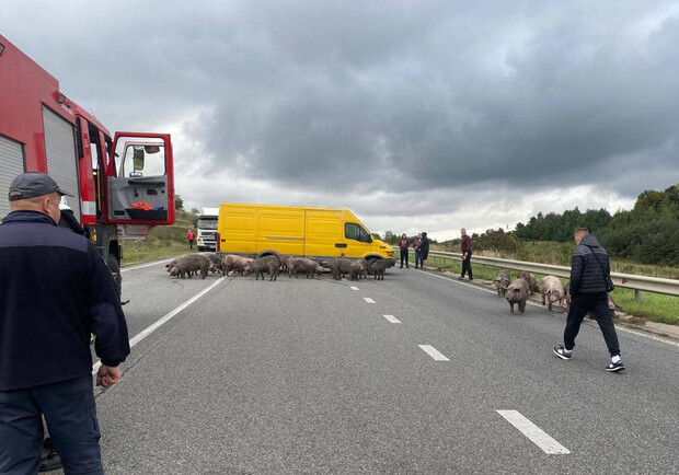 Вантажівка, яка везла 170 свиней, загорілася на межі Львівської і Тернопільської областей 