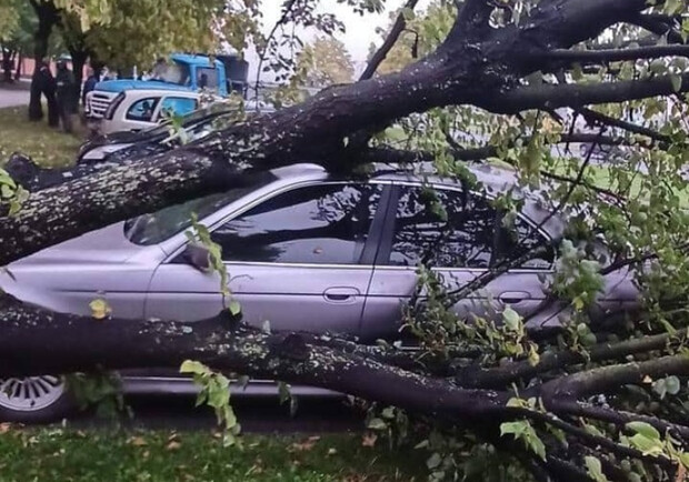 На Сихові у Львові на автомобіль впало дерево. 