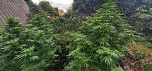 Під Києвом у приватному подвір’ї виявили плантацію марихуани