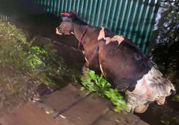 На Самбірщині корова з моста провалилася в канаву 